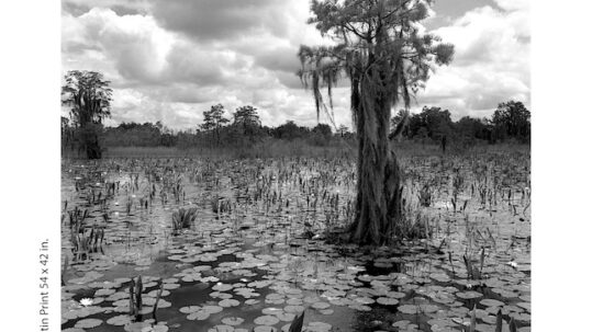 A photograph of a a swamp by Mark Albertin. It features a moss covered tree towering above a Lillie filled swamp.