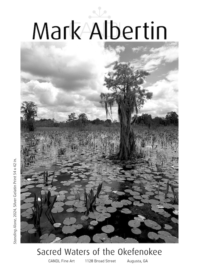 A photograph of a a swamp by Mark Albertin. It features a moss covered tree towering above a Lillie filled swamp.