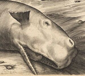 etching or drawing of a beached whale in black and white.